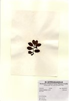 藏品(厚葉馬尾藻)的圖片